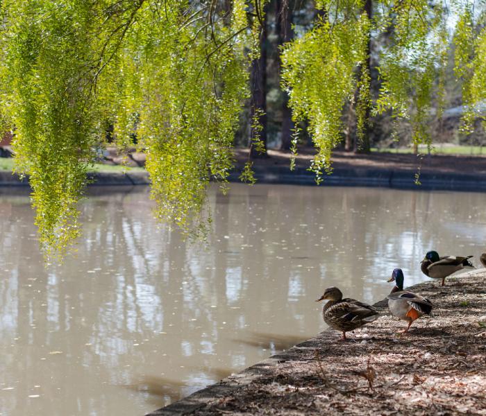 Ducks on a pond's edge with a willow tree above