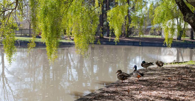 Ducks on a pond's edge with a willow tree above